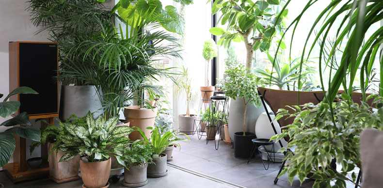 گیاهان آپارتمانی فوق العاده | وب سایت ایستا فرم