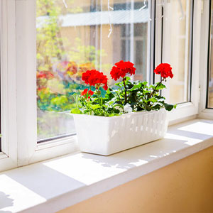 نگهداری از گیاهان و گل های آپارتمانی